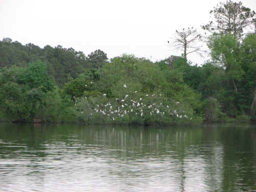 It's a pretty campground - egrets roost in the trees each night.