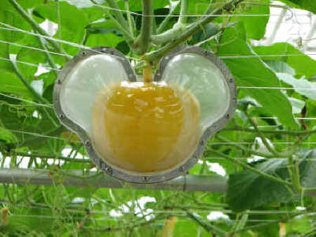 Growing a Mickey Pumpkin in "Living With the Land"