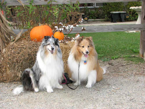 Zoe & Zak are getting excited about Halloween!