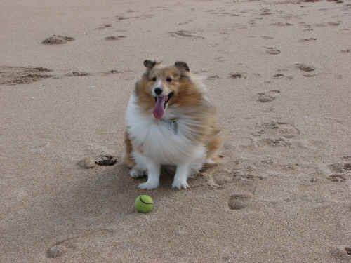 Zak will chase his ball until he drops from exhaustion!