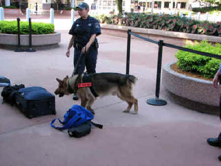 Taz - the "sniffer dog"