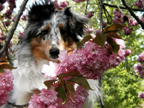 Zo in our cherry tree