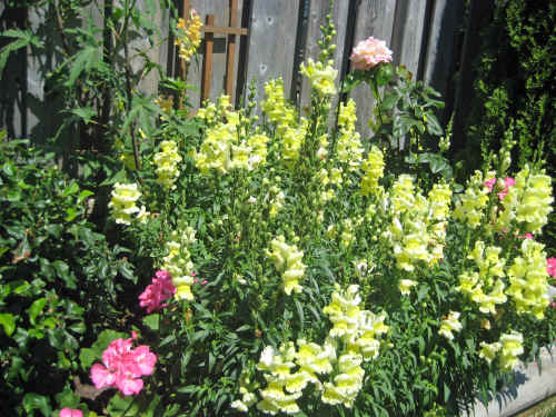 These snapdragons grew on their own. I didn't plant them, it must be magic!