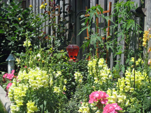 I keep hoping to attract hummingbirds. We've had a few sightings, but no regular visitors.
