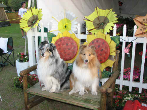 Gorgeous dogs at the Disney Horticulture tent.