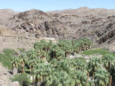 Palm Canyon - from lush palms to arid desert in just a few feet