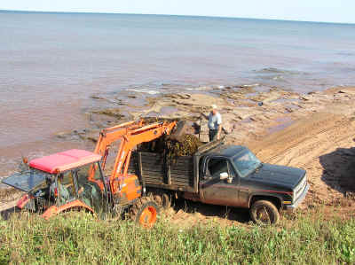 Harvesting seaweed at North Cape