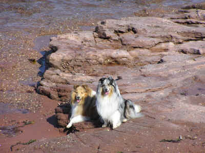 The dogs loved playing in the ocean